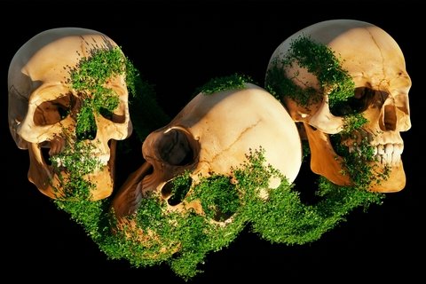 three skulls with moss growing on them