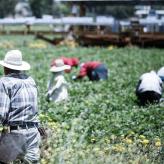 Workers in hats bent over in a field