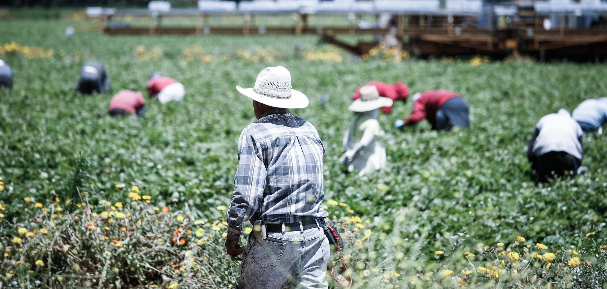 Workers in hats bent over in a field